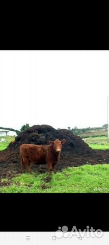 Навоз, перегной