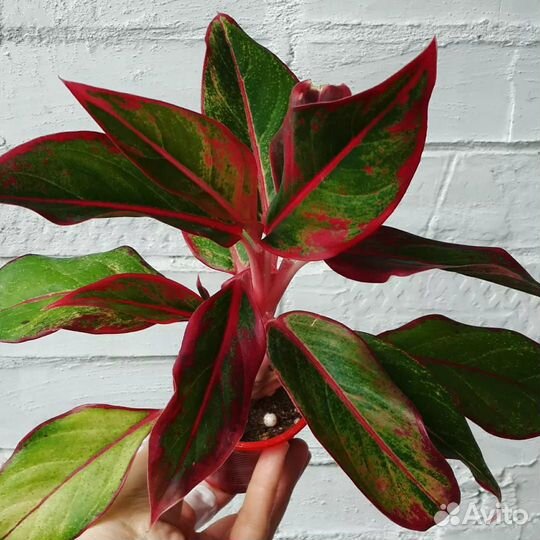 Аглаонема Крит