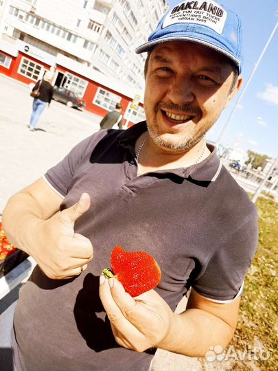 Клубника малина Свежая