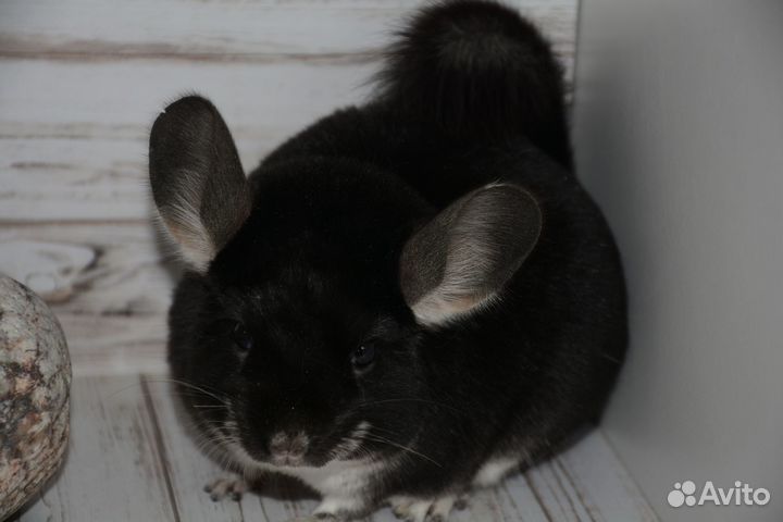 Шиншилла Черный Жемчуг