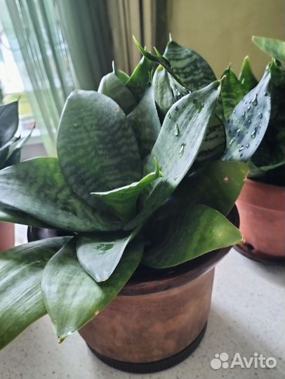 Сансивиерия ханни