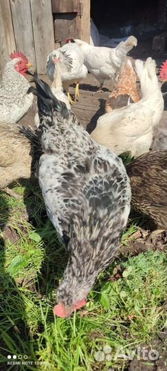 Молодые петухи