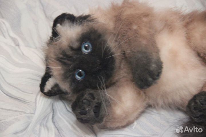 Реалистичная кошечка Дикси