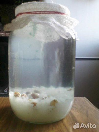 Индийский морской рис