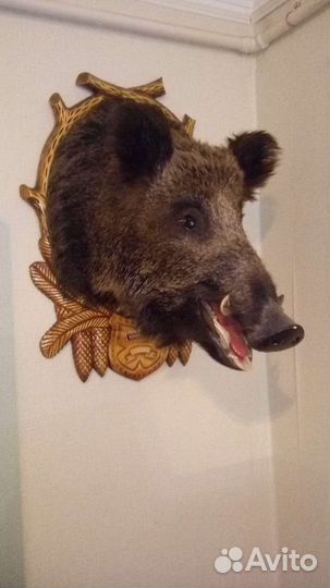 Чучело головы кабана
