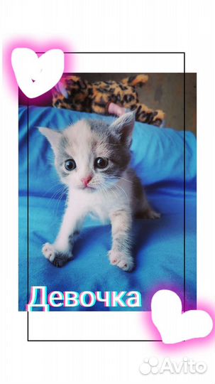 Кошки в добрые руки