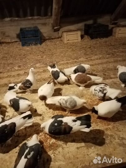 Продажа голубей