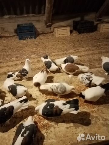 Продажа голубей