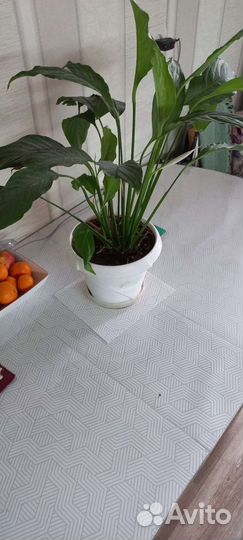 Домашний цветок женское счастье(спицифилиум)