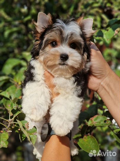 Бивер мальчик