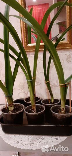 Гиппиаструм