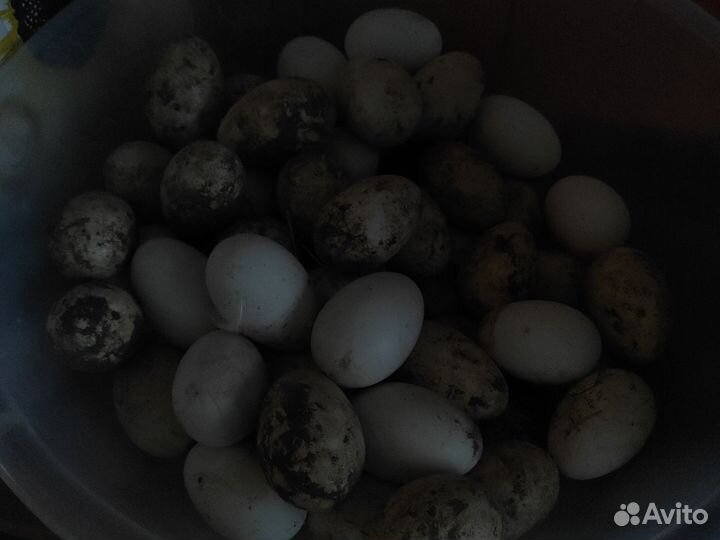 Яйца гусиные