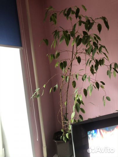 Большой цветок в горшке Фикус Бенджамина