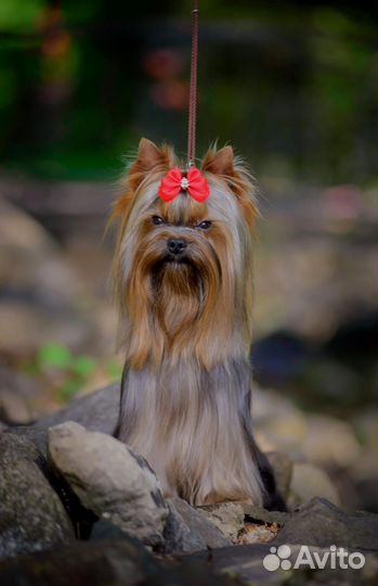 Мини чемпион для вязок