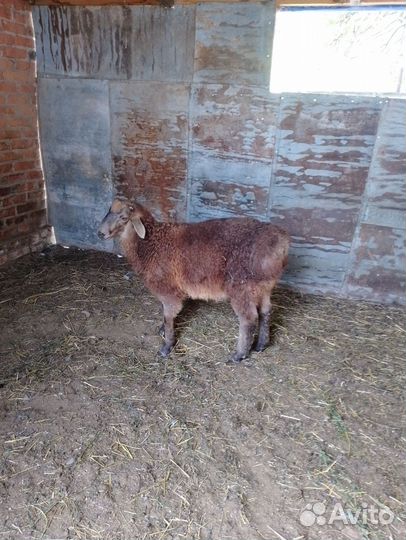 Гисарские бараны