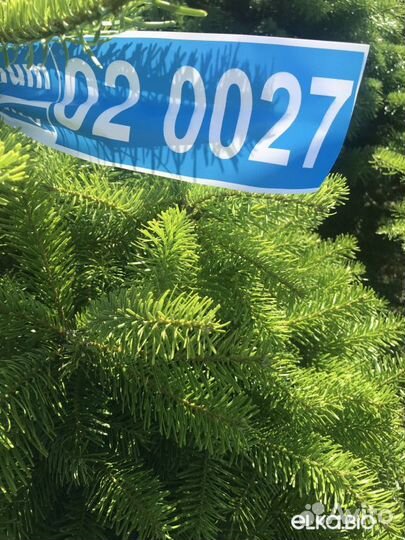 Ель 1м - 1,5м оптом и в розницу