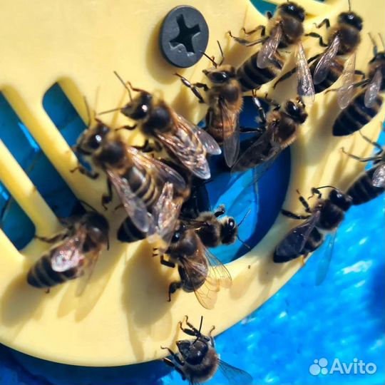Обучение пчеловодству