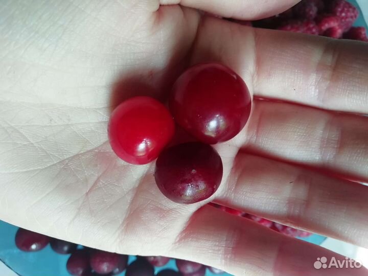 Вишня 3 вида