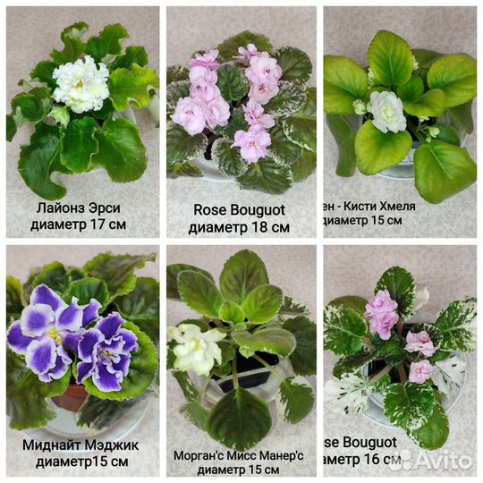 Фиалки / Сенполии цветущие