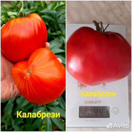 Семена коллекционных сортов томата