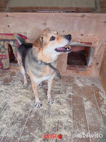 Солнечная Марта ищет дом