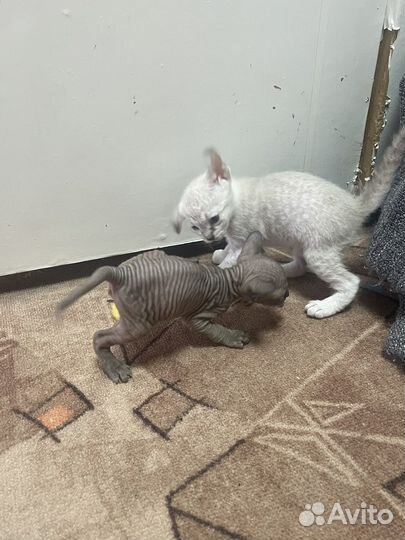 Донской сфинкс котята