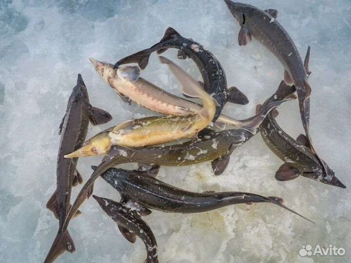 Судак Щука Карп Бестер живой Копчёная рыба