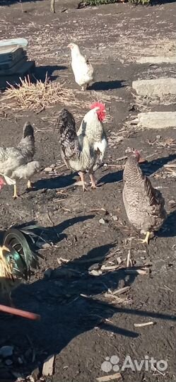 Куры и петухи домашние