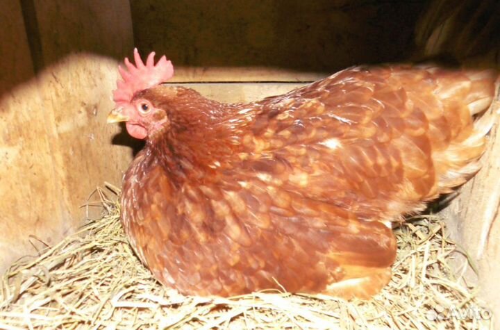 Куры Несушки, Бесплатная доставка