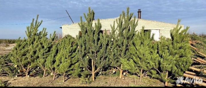 Живая Ель Сосна доставим