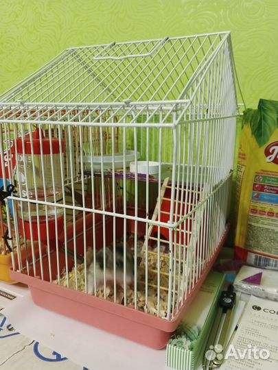 Джунгарский хомяк с клеткой