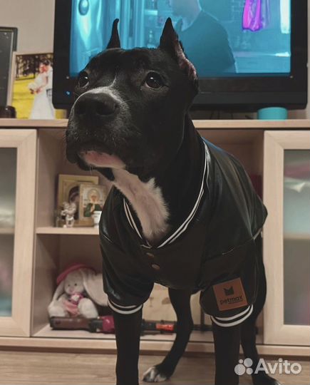 Одежда для собак