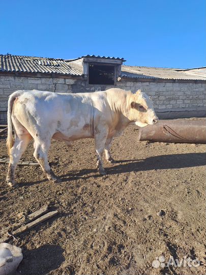 Бык на племя симентал