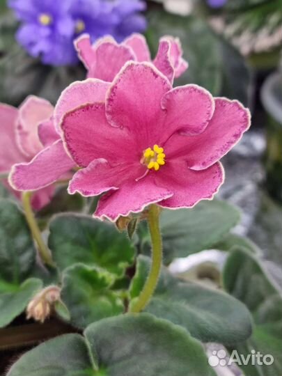 Листики фиалок