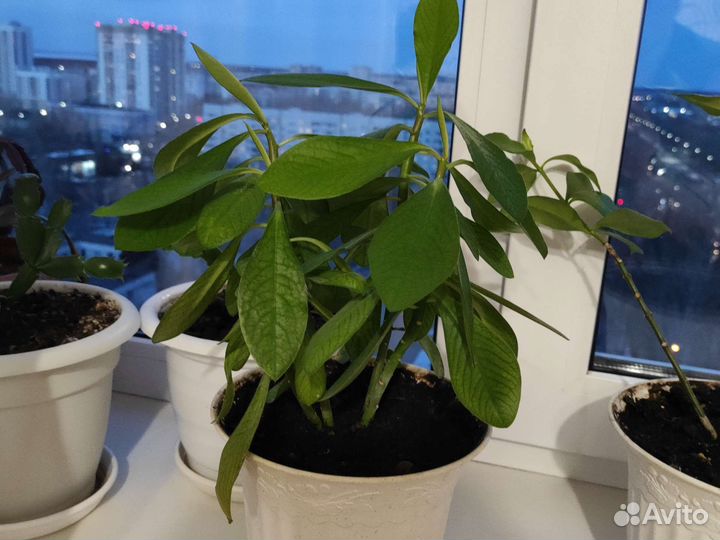 Синодениум гранта