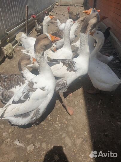 Холмогорские гуси