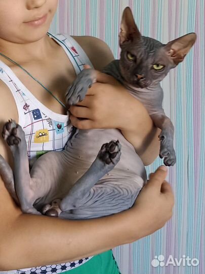 Донской сфинкс вязка