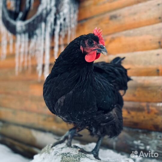 Джерсийский гигант. яйцо
