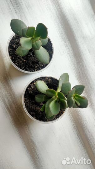 Суккуленты