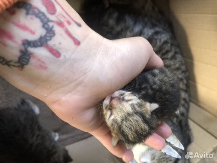 Кошки в добрые руки бесплатно