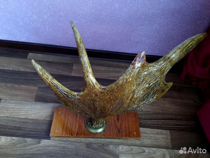 Лосиный рог на подставке лакированный