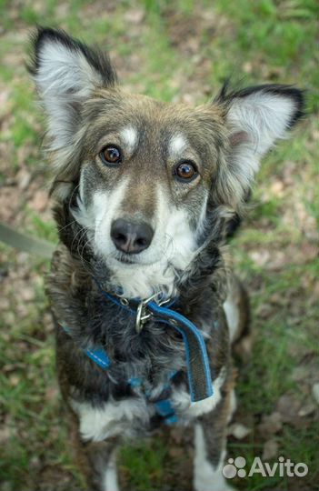 Собака небольшого размера ждёт в приюте