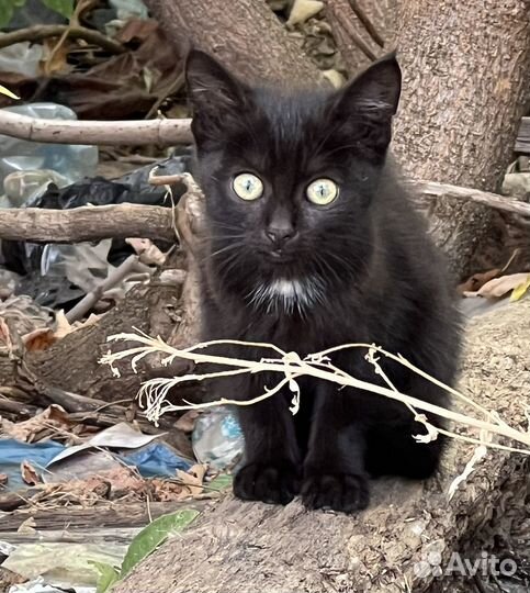 Котенок в дар