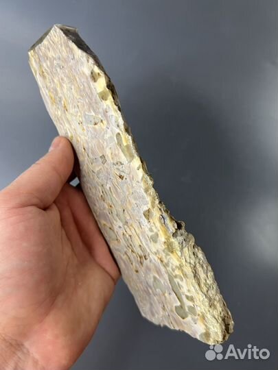 Окаменелое дерево спил (55)