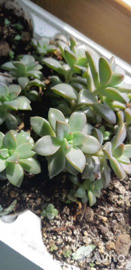 Цветы горшечные