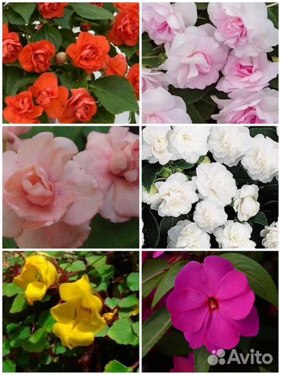 Бальзамин махровый. Новогвинейский. Ампельный