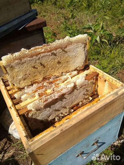 Продам мед пыльца прополис воск экстракт васковой