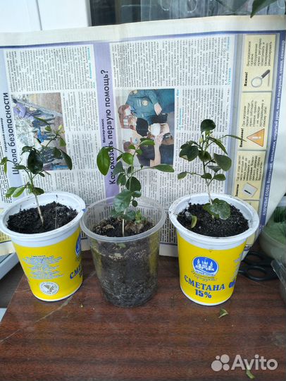 Муррайя метельчатая