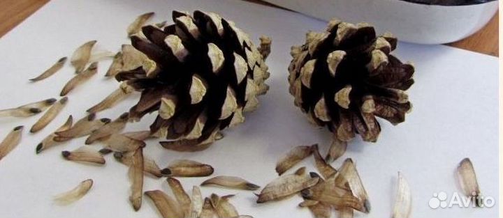 Семена сосны на заказ