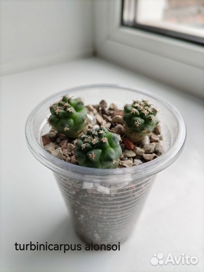 Продам кактусы